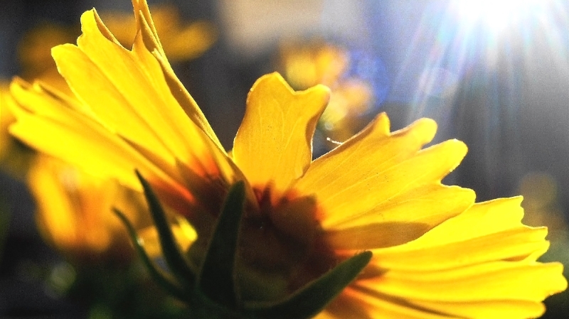 Why is Vitamin D3 So Important?