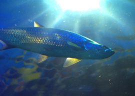 Benefits of Fish Oils on Nerves