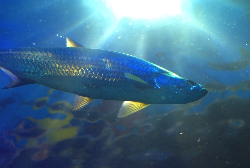 Benefits of Fish Oils on Nerves