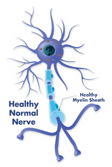 Healthy Normal Nerve and Health Myelin Sheath